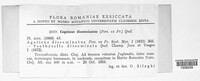 Coprinellus disseminatus image